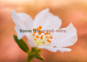 Douceur florale pour ma grand-m&egrave;re ch&eacute;rie